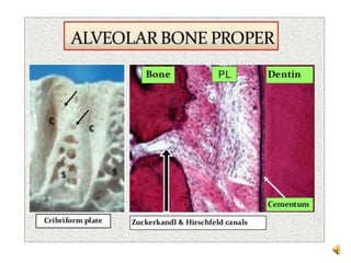Alveolar bone | PPTX