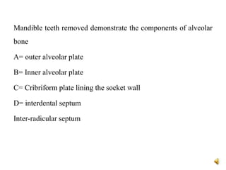 Alveolar bone | PPTX