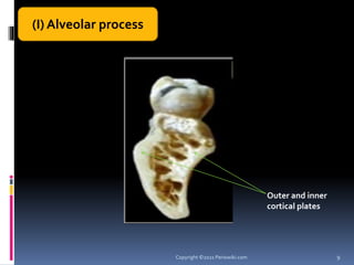 Alveolar Bone PPTX alveolar-bone-pptx