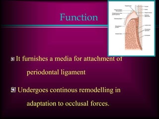 Function
It furnishes a media for attachment of
periodontal ligament
Undergoes continous remodelling in
adaptation to occlusal forces.
 