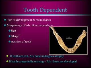 Tooth Dependent
For its development & maintenance
Morphology of Alv. Bone depends on
Size
Shape
position of teeth
If teeth are lost, Alv bone undergoes atrophy
If teeth congenitally missing – Alv. Bone not developed
 