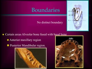 Boundaries
No distinct boundary
Certain areas Alveolar bone fused with basal bone
Anterior maxillary region
Posterior Mandibular region.
 