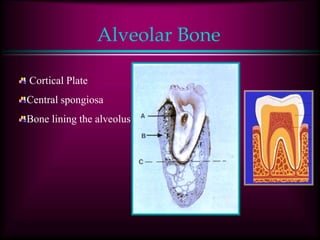 Alveolar Bone
Cortical Plate
Central spongiosa
Bone lining the alveolus
 