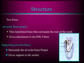 Structure
Two Parts:
Alveolar Bone proper:
Thin lamellated bone that surrounds the root of the tooth
Gives attachment to the PDL Fibres
Supporting alveolar Bone:
Surrounds the alveolar bone Proper
Gives support to the socket
 