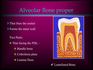 Alveolar Bone proper
That lines the socket
Forms the inner wall
Two Parts:
That facing the PDL –
Bundle bone
Cribriform plate
Lamina Dura
Lamellated Bone
 