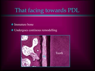 That facing towards PDL
Immature bone
Undergoes continous remodelling
Tooth
PL
 