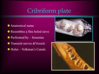 Cribriform plate
Anatomical name
Resembles a fine holed sieve
Perforated by – foramina
Transmit nerves &Vessels
Holes – Volkman’s Canals
 