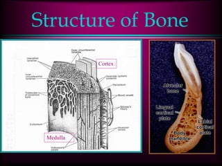 Structure of Bone
Medulla
Cortex
 