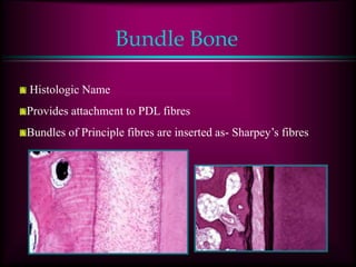 Bundle Bone
Histologic Name
Provides attachment to PDL fibres
Bundles of Principle fibres are inserted as- Sharpey’s fibres
 