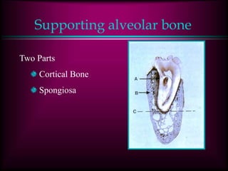 Supporting alveolar bone
Two Parts
Cortical Bone
Spongiosa
 
