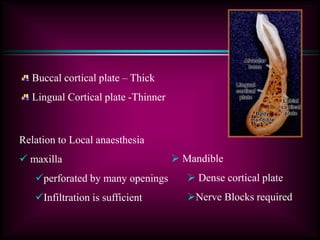 Buccal cortical plate – Thick
Lingual Cortical plate -Thinner
Relation to Local anaesthesia
 maxilla
perforated by many openings
Infiltration is sufficient
 Mandible
 Dense cortical plate
Nerve Blocks required
 