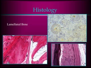 Histology
Lamellated Bone
 
