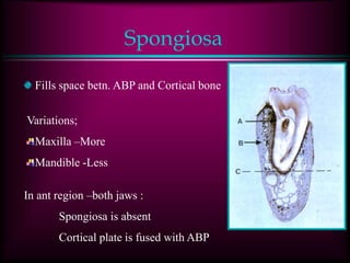 Spongiosa
Fills space betn. ABP and Cortical bone
Variations;
Maxilla –More
Mandible -Less
In ant region –both jaws :
Spongiosa is absent
Cortical plate is fused with ABP
 