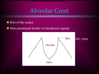 Alveolar Crest
Rim of the socket
Most prominent border of interdental septum
Alveolus
Rim
Floor
Alv. crest
 