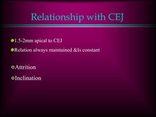 Relationship with CEJ
1.5-2mm apical to CEJ
Relation always maintained &Is constant
Attrition
Inclination
 