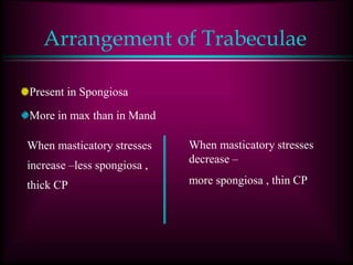 Arrangement of Trabeculae
Present in Spongiosa
More in max than in Mand
When masticatory stresses
increase –less spongiosa ,
thick CP
When masticatory stresses
decrease –
more spongiosa , thin CP
 
