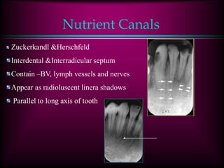 Nutrient Canals
Zuckerkandl &Herschfeld
Interdental &Interradicular septum
Contain –BV, lymph vessels and nerves
Appear as radioluscent linera shadows
Parallel to long axis of tooth
 