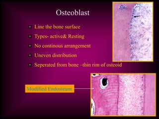 Osteoblast
Line the bone surface
Types- active& Resting
No continous arrangement
Uneven distribution
Seperated from bone –thin rim of osteoid
Modified Endosteum
 