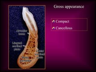 Compact
Cancellous
Gross appearance
 