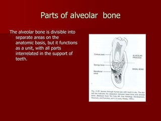 ALVEOLAR BONE | PPTX