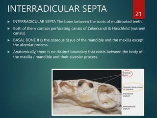 Interradicular Root Alveolar bone.pptx