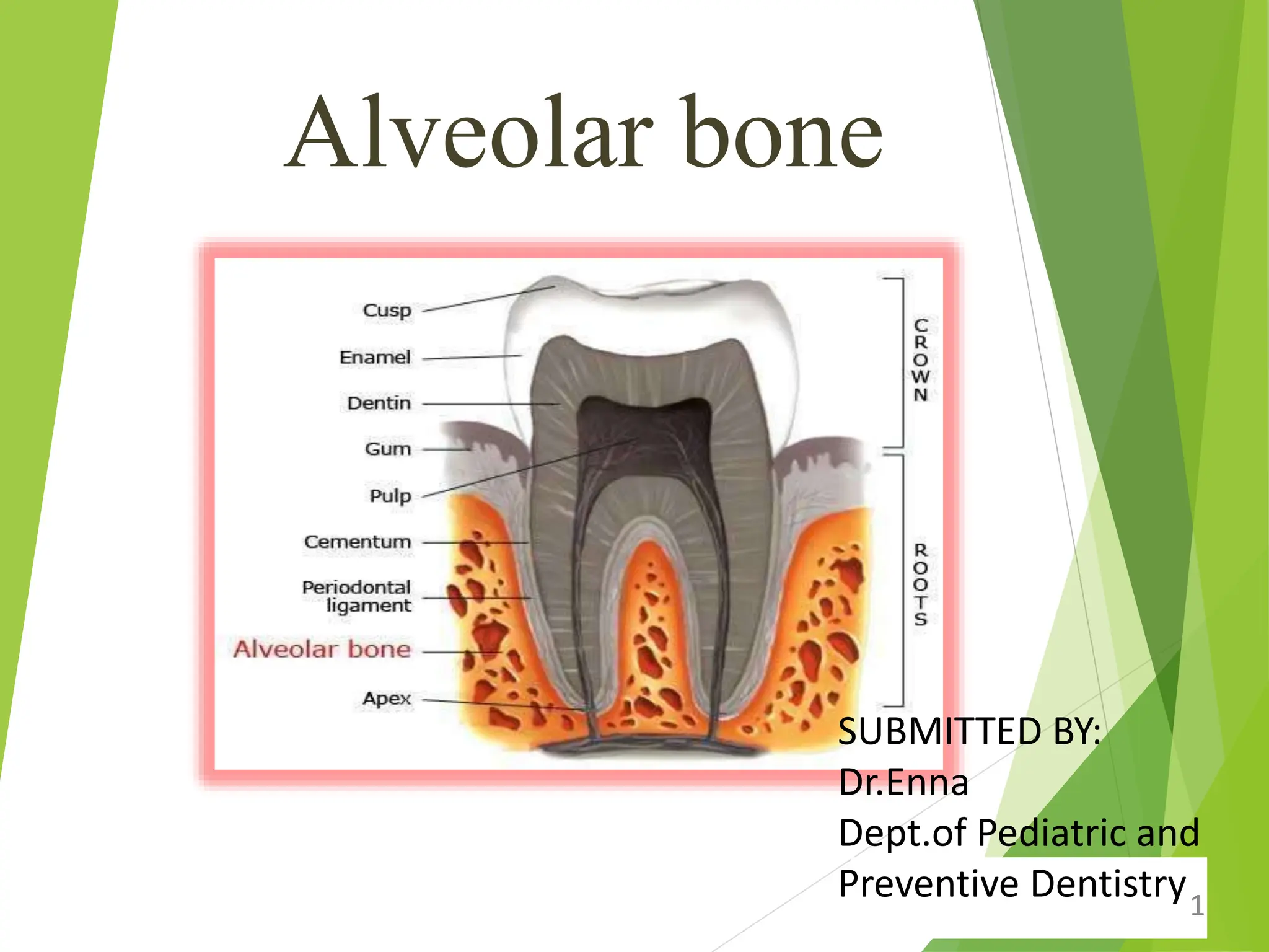 Alveolar bone of Human with its clinical considerations | PPTX