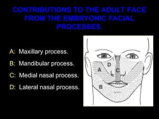 Alveolar Bone basic terminologies and concept.ppt