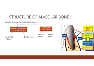 ALVEOLAR BONE Periodontology and implant | PDF