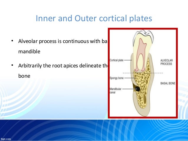 Alveolar bone in health