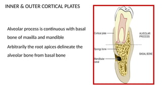 Alveolar bone - Dr. Smijal Gopalan Marath - Specialist Periodontist | PPTX