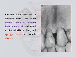 Alveolar Bone and prosthodontics relevance | PPT