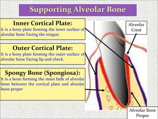 Alveolar bone dr. sherif hassan | PPTX