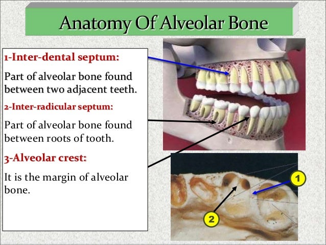 interradicular bone
