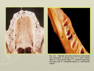 ALVEOLAR BONE IN HEALTH.ppt