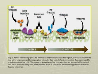 ALVEOLAR BONE IN HEALTH.ppt