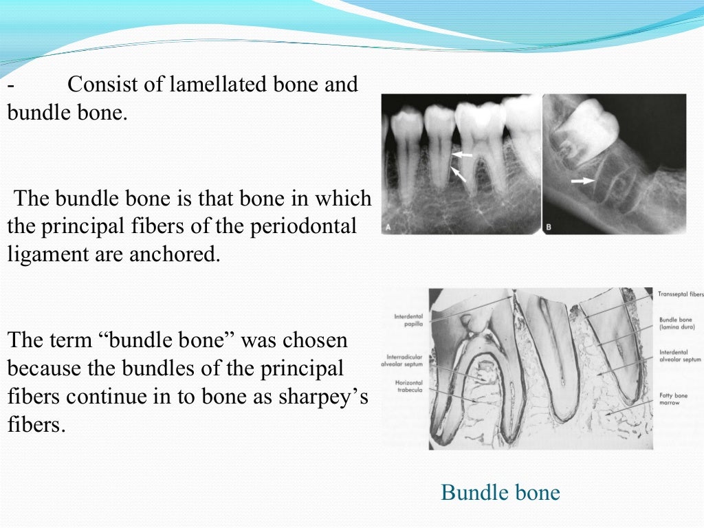 Alveolar bone in health and disease