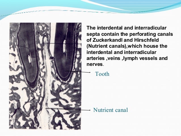 alveolar bone in health and disease interradicular bone