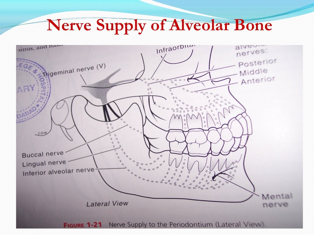 Alveolar Bone Dimension | Anterior maxilla alveolar ridge dimension and ...