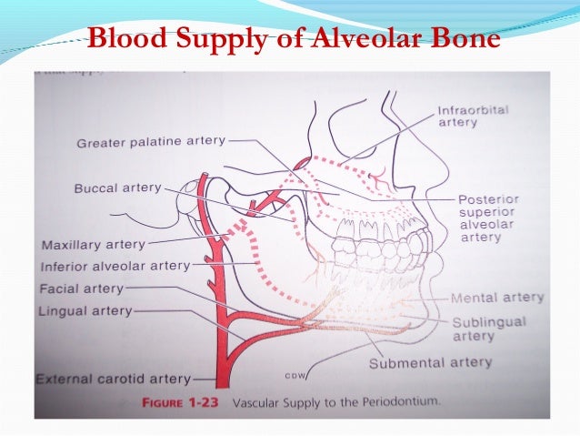 interradicular bone