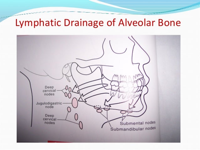 Alveolar Ridge Diagram