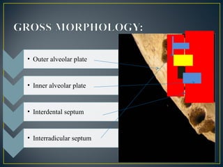 Alveolar bone in health seminar | PPT