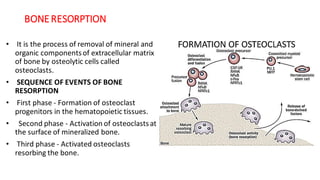 Alveolarbone | PDF