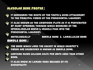 ALVEOLAR BONE PROPER :

  It surrounds the roots of the tooth & gives attachment
  to the principal fibers of the periodontal ligament.
  It also known as the cribiform plate as it is perforated
  by many openings; through which branches of the
  interalveolar nerve & vessels pass into the
  periodontal ligament.
  Histologically         bundle bone & lamellaler bone
BUNDLE BONE :
  The bone which lines the socket in which sharpey’s
  fibers are embedded is known as bundle bone.
  Contains more calcium salts per units area than other
  bone.
  It also know as lamina dura because of its
  radiopacity.                                         14
 