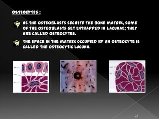 OSTEOCYTES ;

    As the osteoblasts secrete the bone matrix, some
    of the osteoblasts get entrapped in lacunae; they
    are called osteocytes.
    The space in the matrix occupied by an osteocyte is
    called the osteocytic lacuna.




                                                     23
 