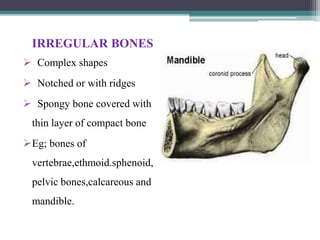 IRREGULAR BONES
 Complex shapes
 Notched or with ridges
 Spongy bone covered with
thin layer of compact bone
Eg; bones of
vertebrae,ethmoid.sphenoid,
pelvic bones,calcareous and
mandible.
 