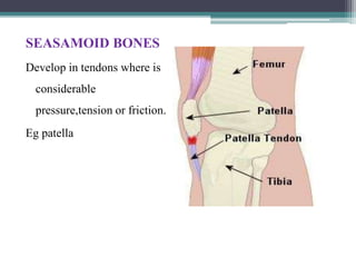 SEASAMOID BONES
Develop in tendons where is
considerable
pressure,tension or friction.
Eg patella
 