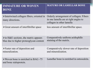 IMMATURE OR WOVEN
BONE
MATURE OR LAMELLAR BONE
Intertwined collagen fibers, oriented in
many directions.
Orderly arrangement of collagen. Fibers
in one lamella are at right angles to
collagen in other lamella
Great amount of interfibrillar space less amount of interfibrillar space.
in H&E sections ,the matrix appears
blue due to higher proteoglycan content
Comparatively uniform acidophilic
staining of the matrix.
Faster rate of deposition and
mineralization.
Comparatively slower rate of deposition
and mineralization.
Woven bone is enriched in BAG -75
and bone sialoprotein.
Lamellar bone is enriched in osteocalcin.
 