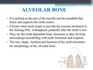 ALVEOLAR BONE
• It is defined as the part of the maxilla and the mandible that
forms and supports the tooth socket.
• It forms when tooth erupts to provide the osseous attchment to
the forming PDL, it disappears gradually after the tooth is lost.
• They are the tooth dependant bony structures as they develop
and undergo remodelling with tooth formation and eruption.
• The size, shape , location and function of the teeth determine
the morphology of the alveolar bone.
 