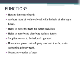 FUNCTIONS
• Houses the roots of teeth
• Anchors roots of teeth to alveoli with the help of sharpey’s
fibers.
• Helps to move the teeth for better occlusion.
• Helps to absorb and distribute occlusal forces
• Supplies vessels to Periodontal ligament
• Houses and protects developing permanent teeth , while
supporting primary teeth.
• Organizes eruption of teeth
 