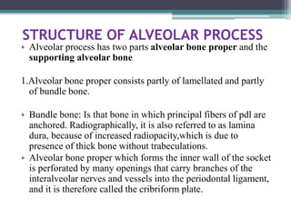 STRUCTURE OF ALVEOLAR PROCESS
• Alveolar process has two parts alveolar bone proper and the
supporting alveolar bone
1.Alveolar bone proper consists partly of lamellated and partly
of bundle bone.
• Bundle bone: Is that bone in which principal fibers of pdl are
anchored. Radiographically, it is also referred to as lamina
dura, because of increased radiopacity,which is due to
presence of thick bone without trabeculations.
• Alveolar bone proper which forms the inner wall of the socket
is perforated by many openings that carry branches of the
interalveolar nerves and vessels into the periodontal ligament,
and it is therefore called the cribriform plate.
 